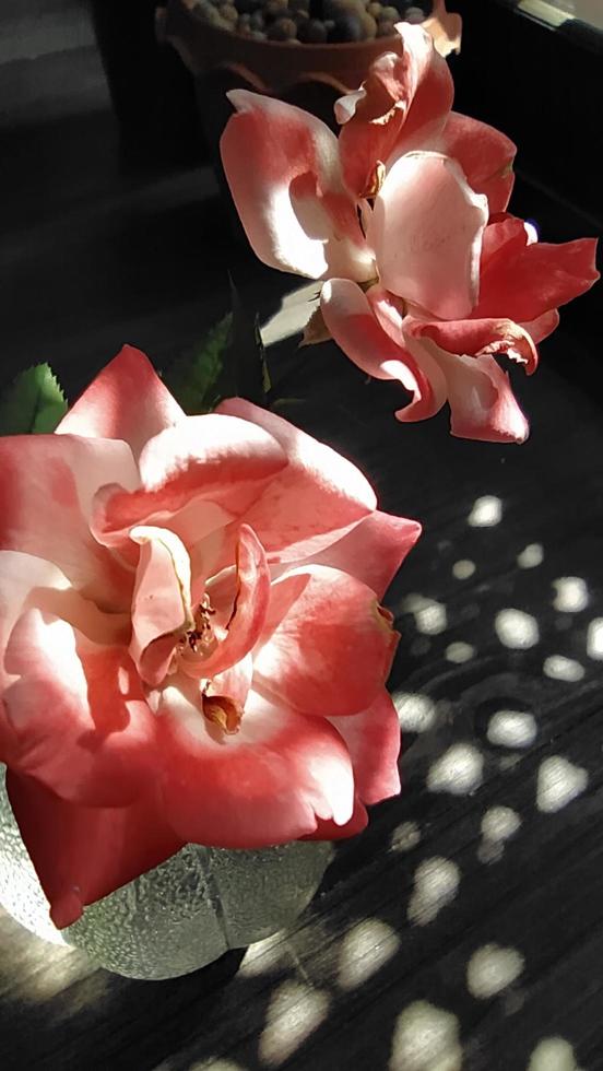 Orange roses. Ornamental plants in a center vase, shadows on the floor. photo