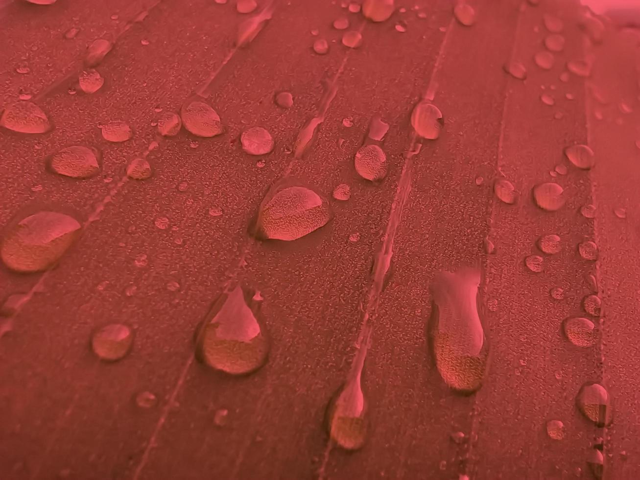 Background of red pattern texture of water droplets on banana leaves. photo