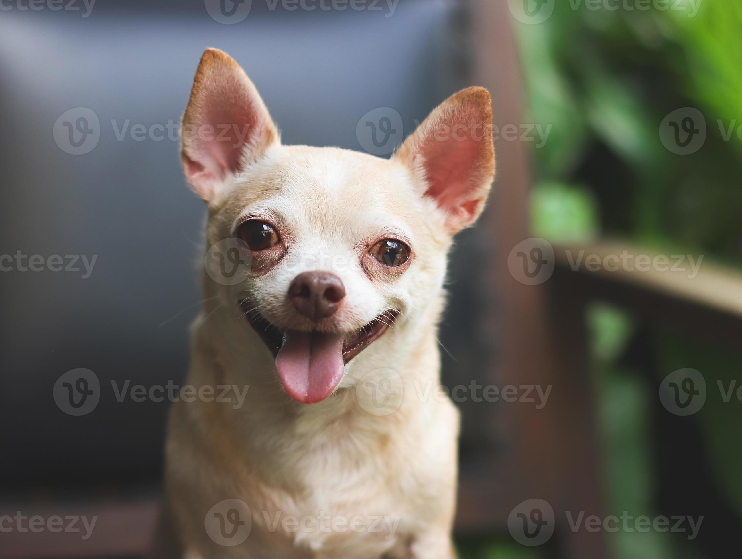 Fat Dog Gifgive Me The Address To Walmart - gruh0z0