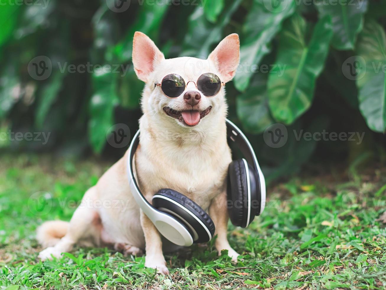 brown chihuahua dog wearing sunglasses and headphones around neck  sitting on green grass in the garden photo