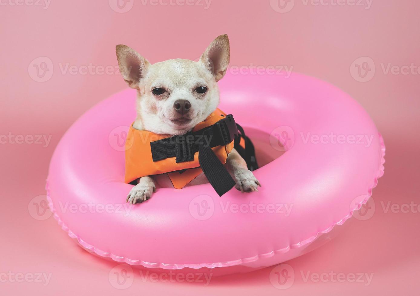 lindo perro chihuahua de pelo corto marrón con chaleco salvavidas naranja o chaleco salvavidas sentado en un anillo de natación rosa, aislado en un fondo rosa. foto