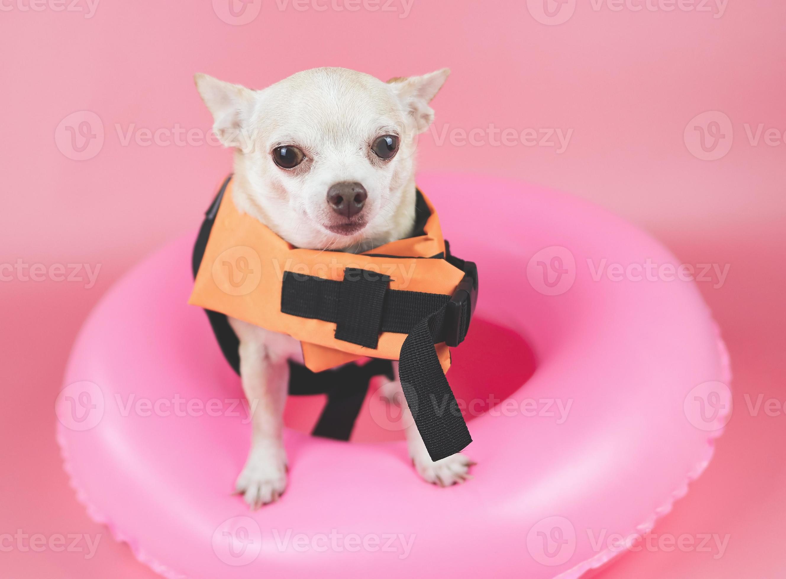 chihuahua in life jacket