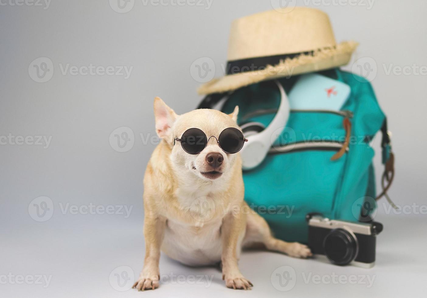 cute brown short hair chihuahua dog wearing sunglasses sitting  on white  background with travel accessories, camera, backpack, passport,  headphones and straw hat. travelling  with animal concept. photo