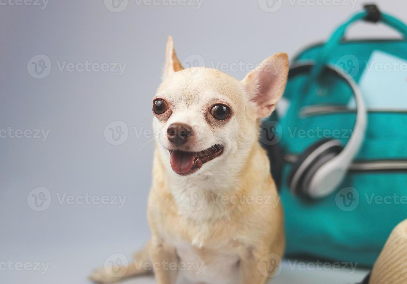 Lindo perro chihuahua de pelo corto marrón sentado sobre fondo blanco con accesorios de viaje, cámara, mochila, pasaporte y auriculares. viajar con concepto animal. foto