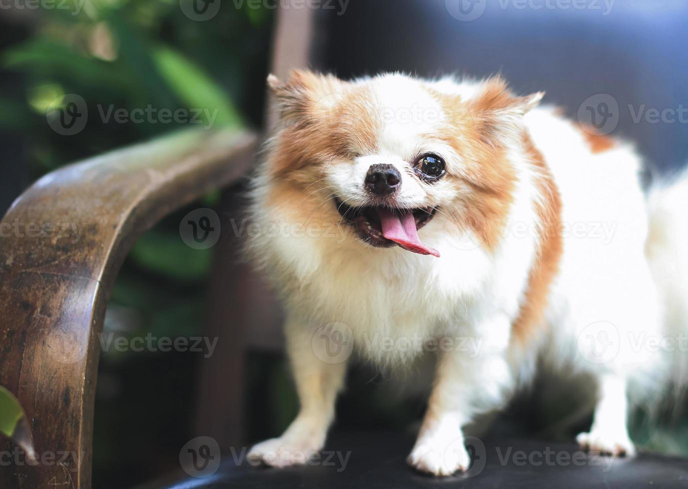 eye disablity long hair chihuahua dog standing on black vintage chair in the garden, smiling with his tongue out photo