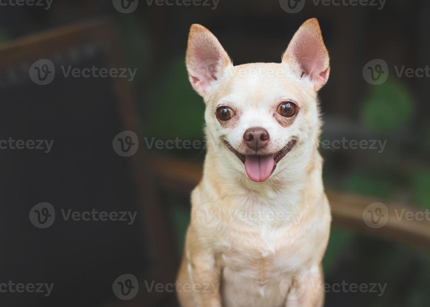 fat brown short hair  Chihuahua dog stadning  on black vintage armchair in the garden,  smiling and looking at camera. photo