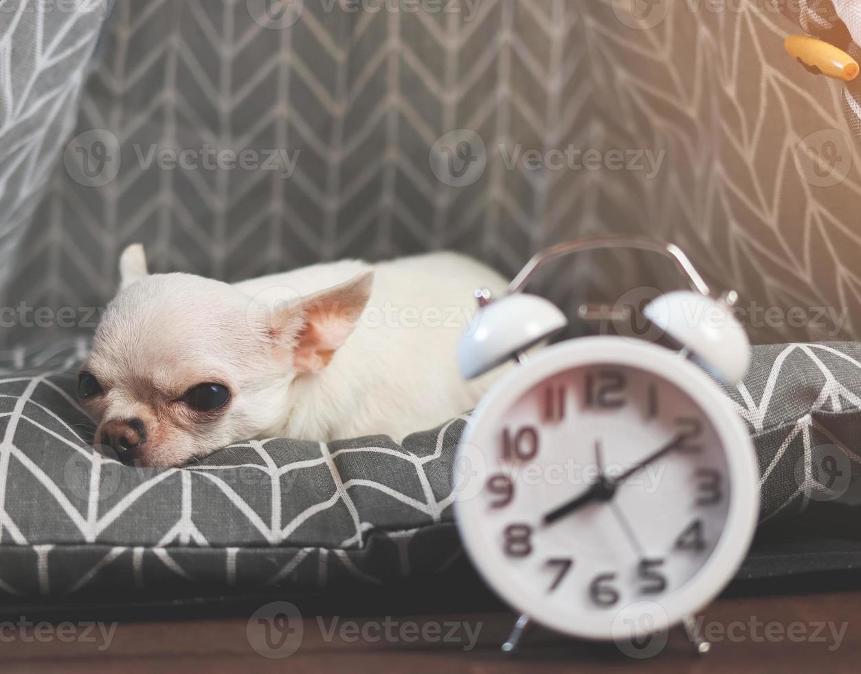 sleepy moody white short hair Chihuahua dog lying down on grey mattress in teepee tent  with alarm clock infront of her. Chihuahua dog does not want to wake up. photo