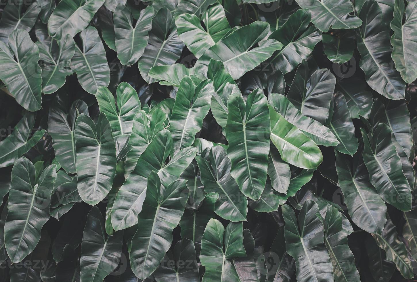 Philodendron burle marx green leaves. photo