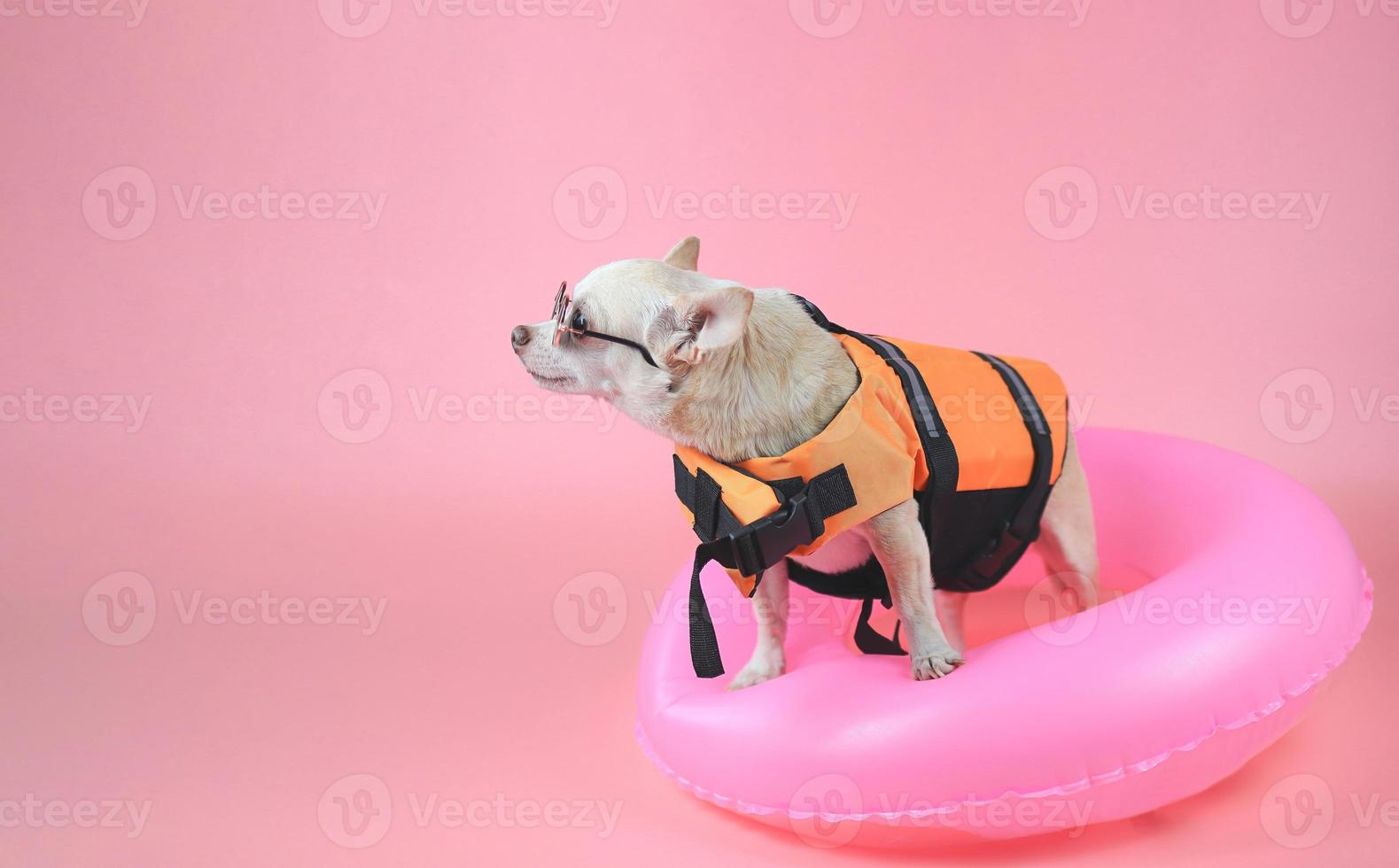 lindo perro chihuahua de pelo corto marrón con gafas de sol y chaleco salvavidas naranja o chaleco salvavidas parado en un anillo de natación rosa mirando el espacio de la copia, aislado en un fondo rosa. foto