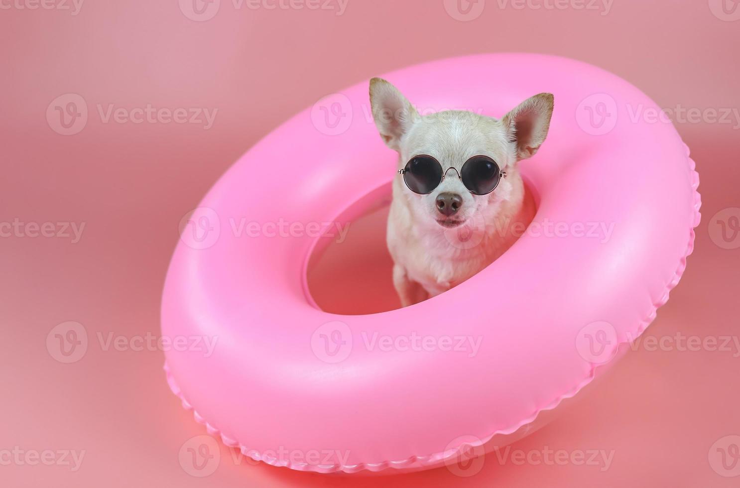 cute brown short hair chihuahua dog wearing sunglasses  sitting  in pink swimming ring, isolated on pink background. photo