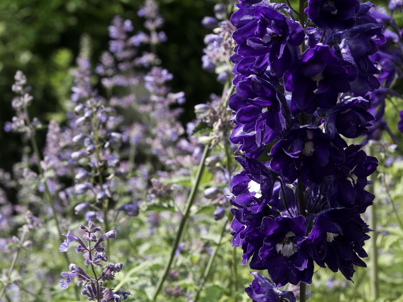 summer time in the garden photo