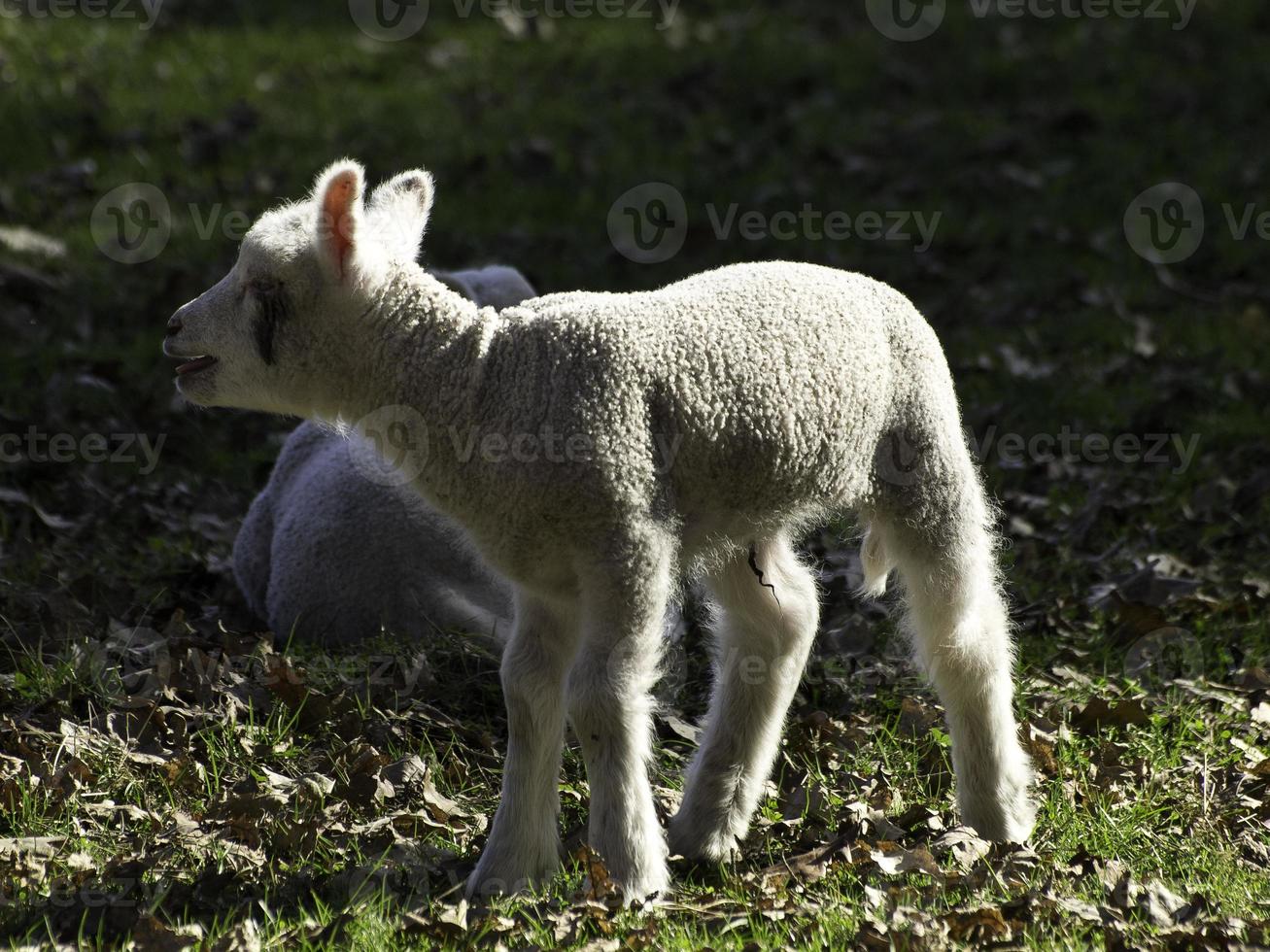 sheeps in westphalia photo