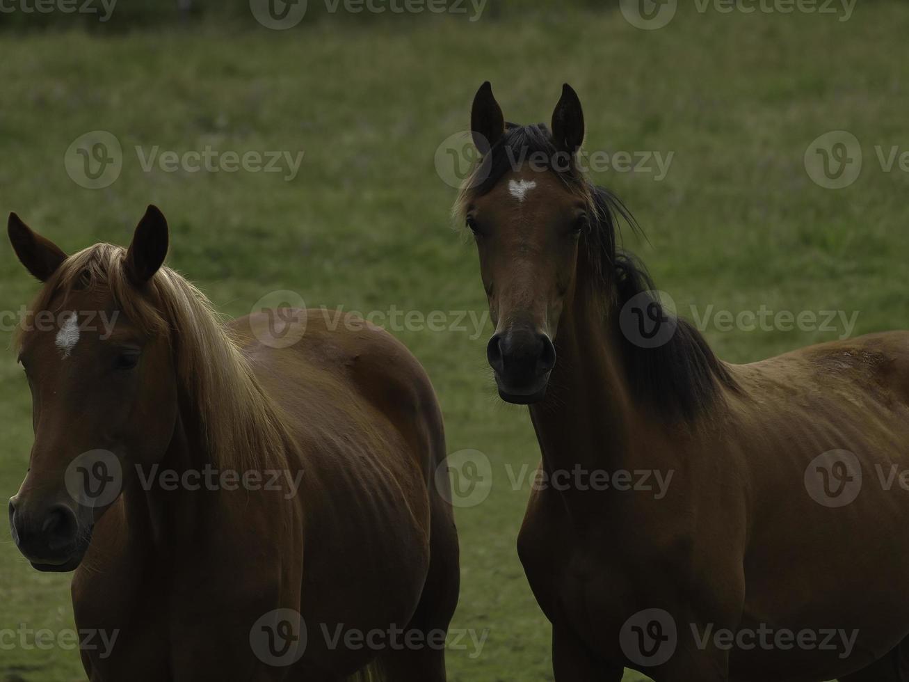 wild horses on a meadow in westphalia photo