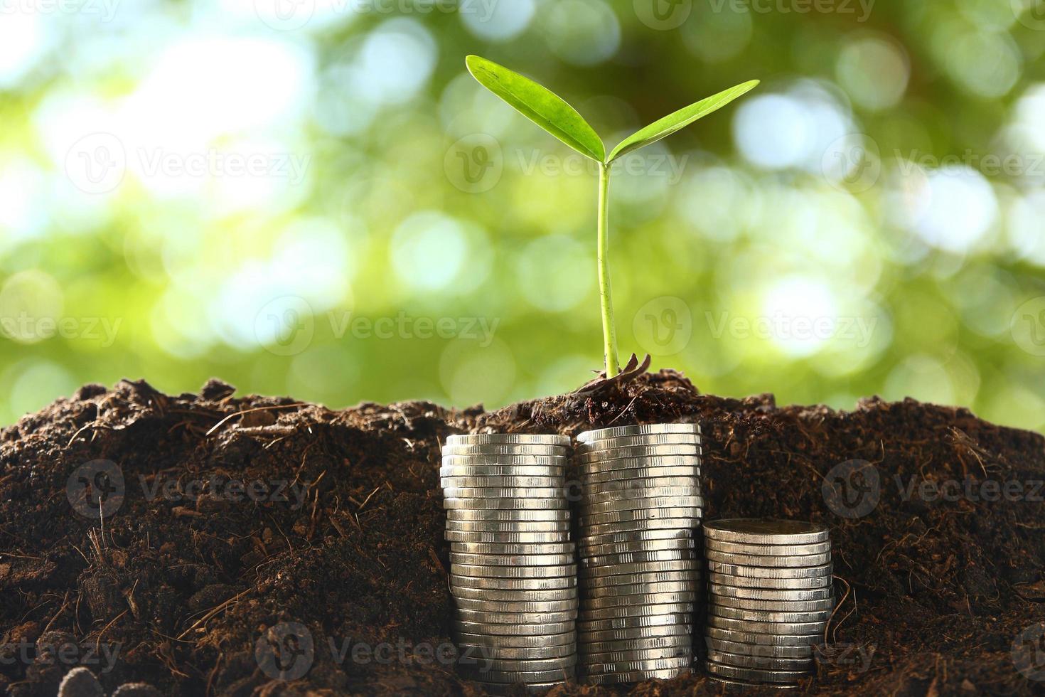 Small trees on a pile of coins. Underground The backdrop is green. photo