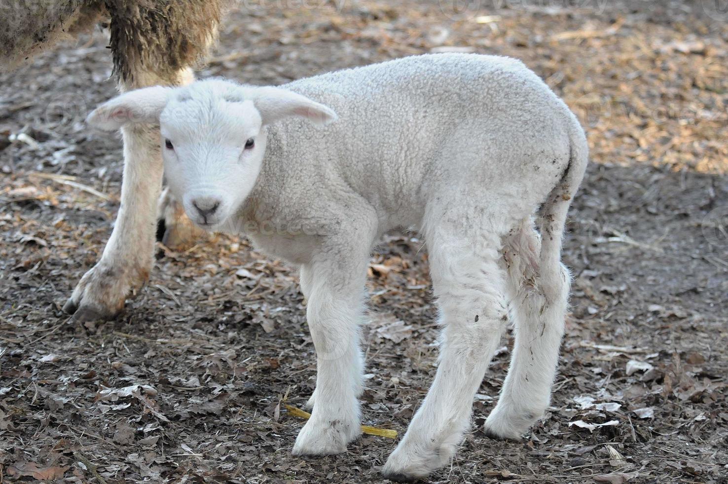 sheeps at winter time photo