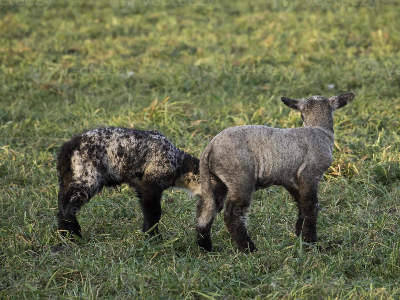 sheeps on a meadow in germany photo