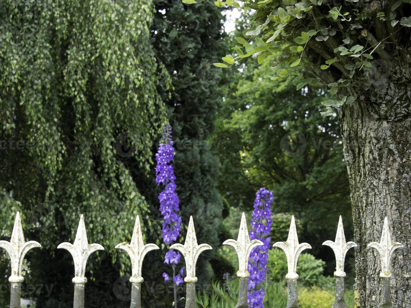 Bleeding flowers in the garden photo