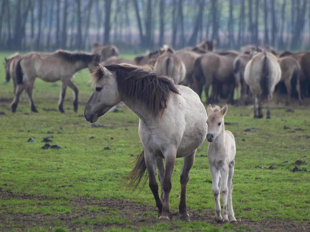 wid horses herd in germany photo