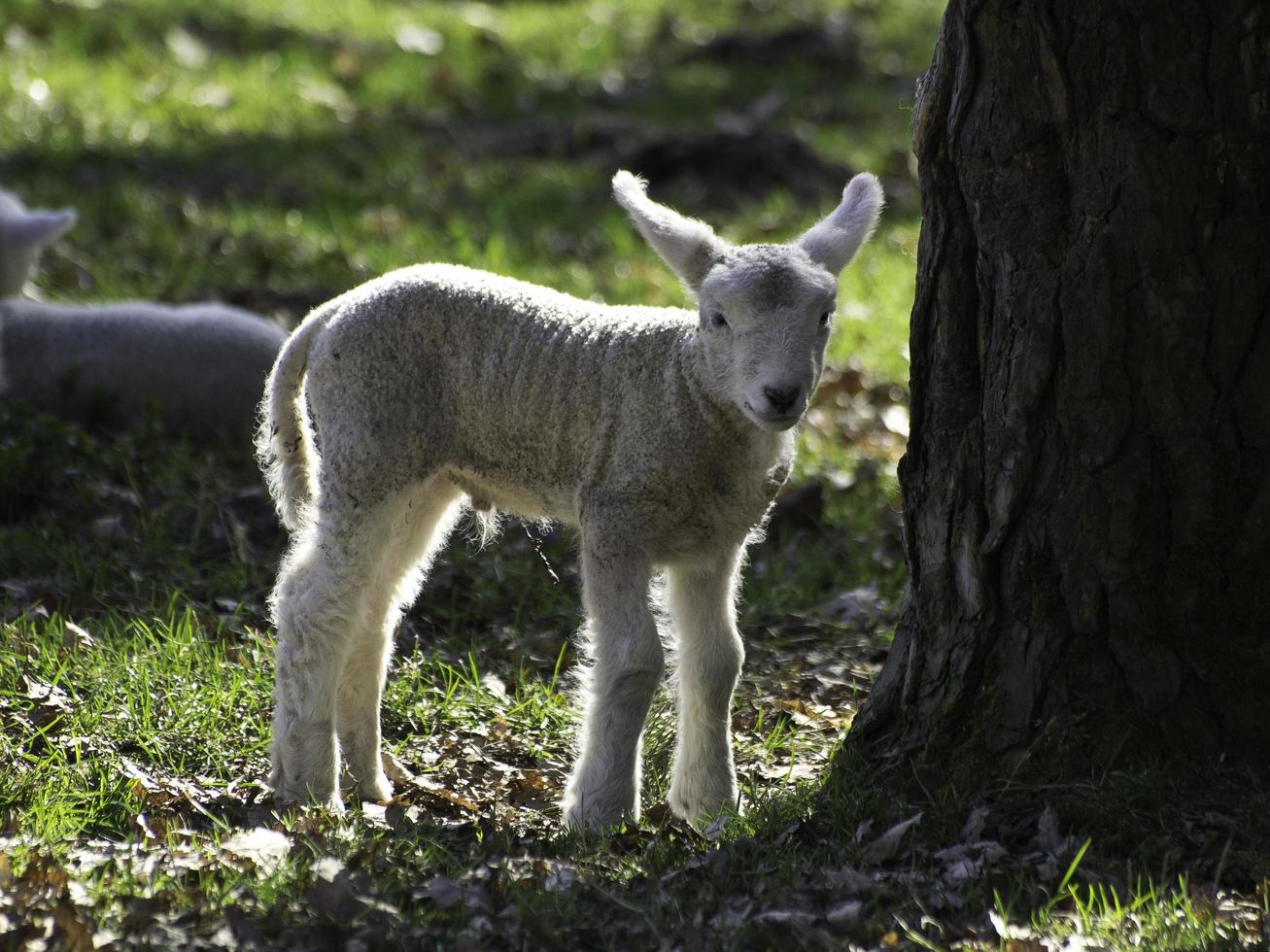 ovejas en un campo en westfalia foto