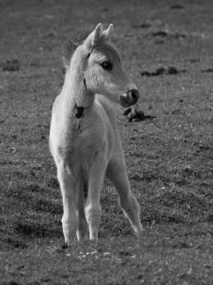 widl horses in germany photo
