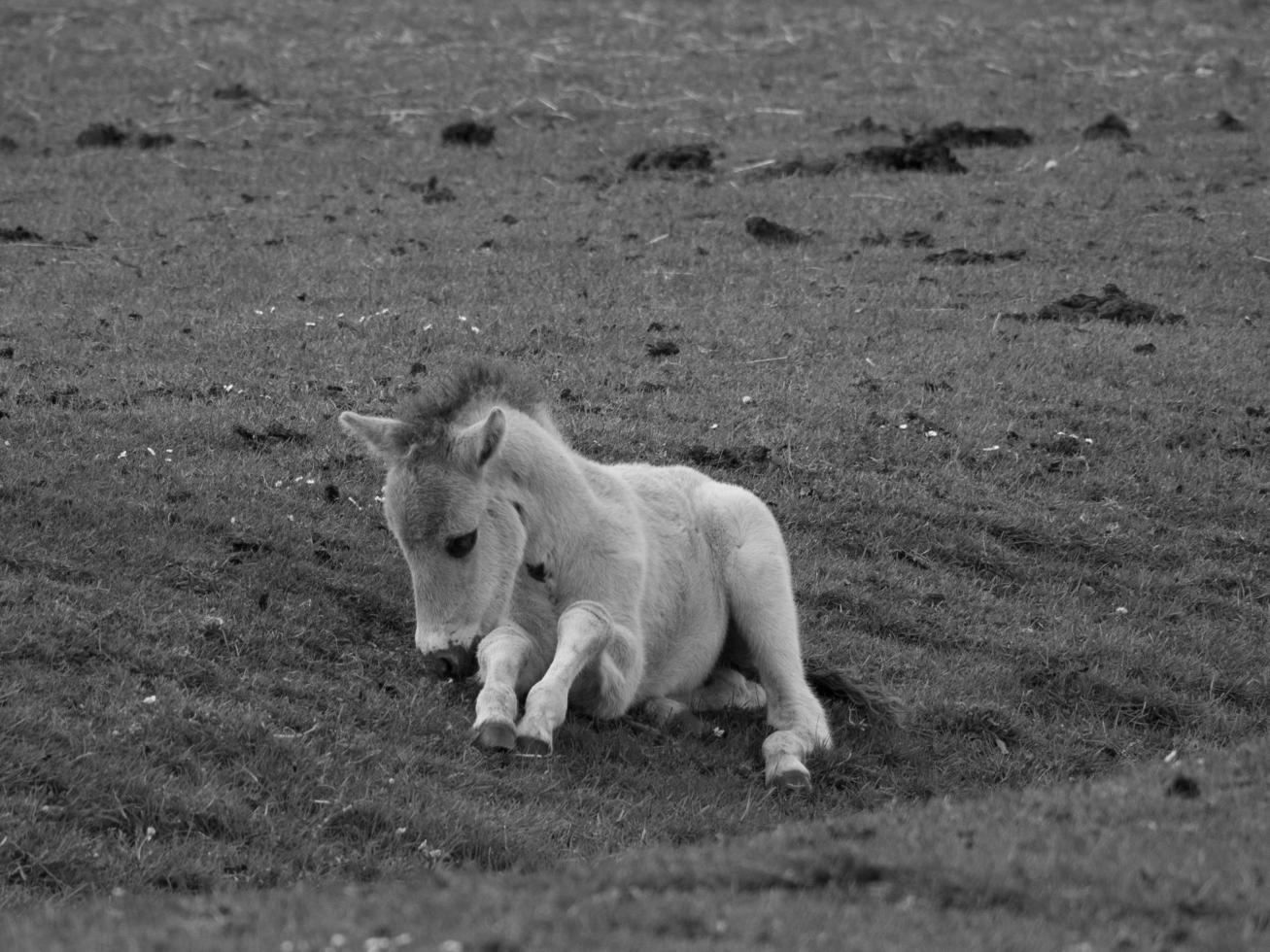 widl horses in germany photo