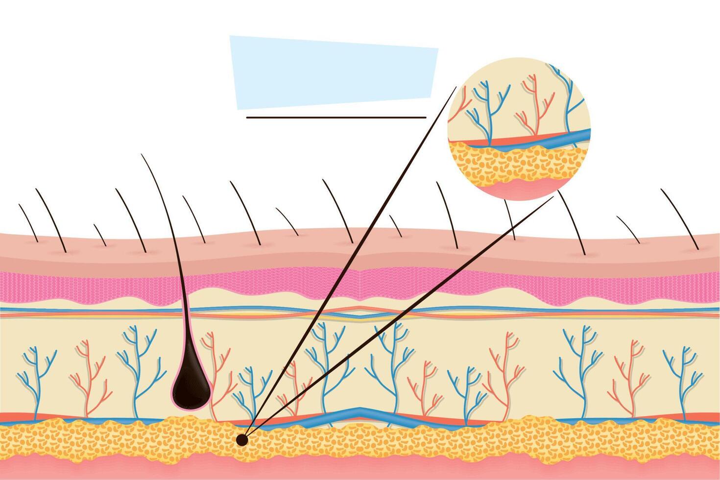 piel humana realista vector