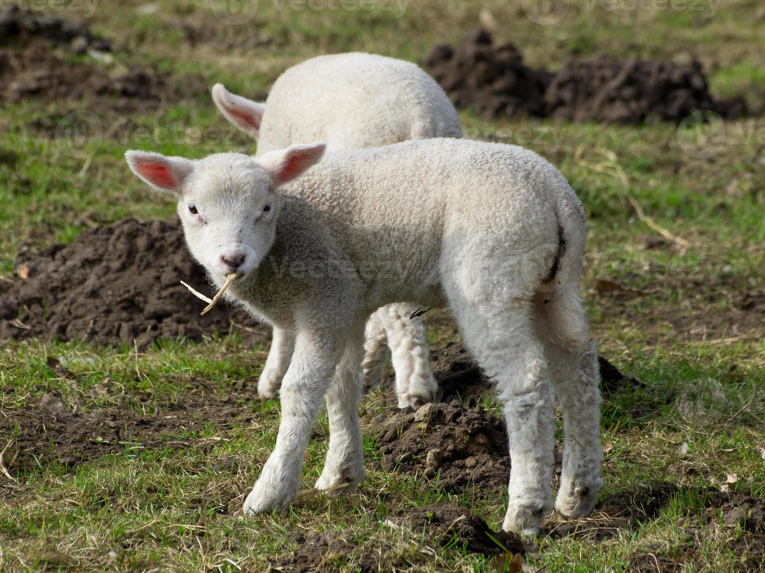 sheeps in the german muensterland 10849794 Stock Photo at Vecteezy