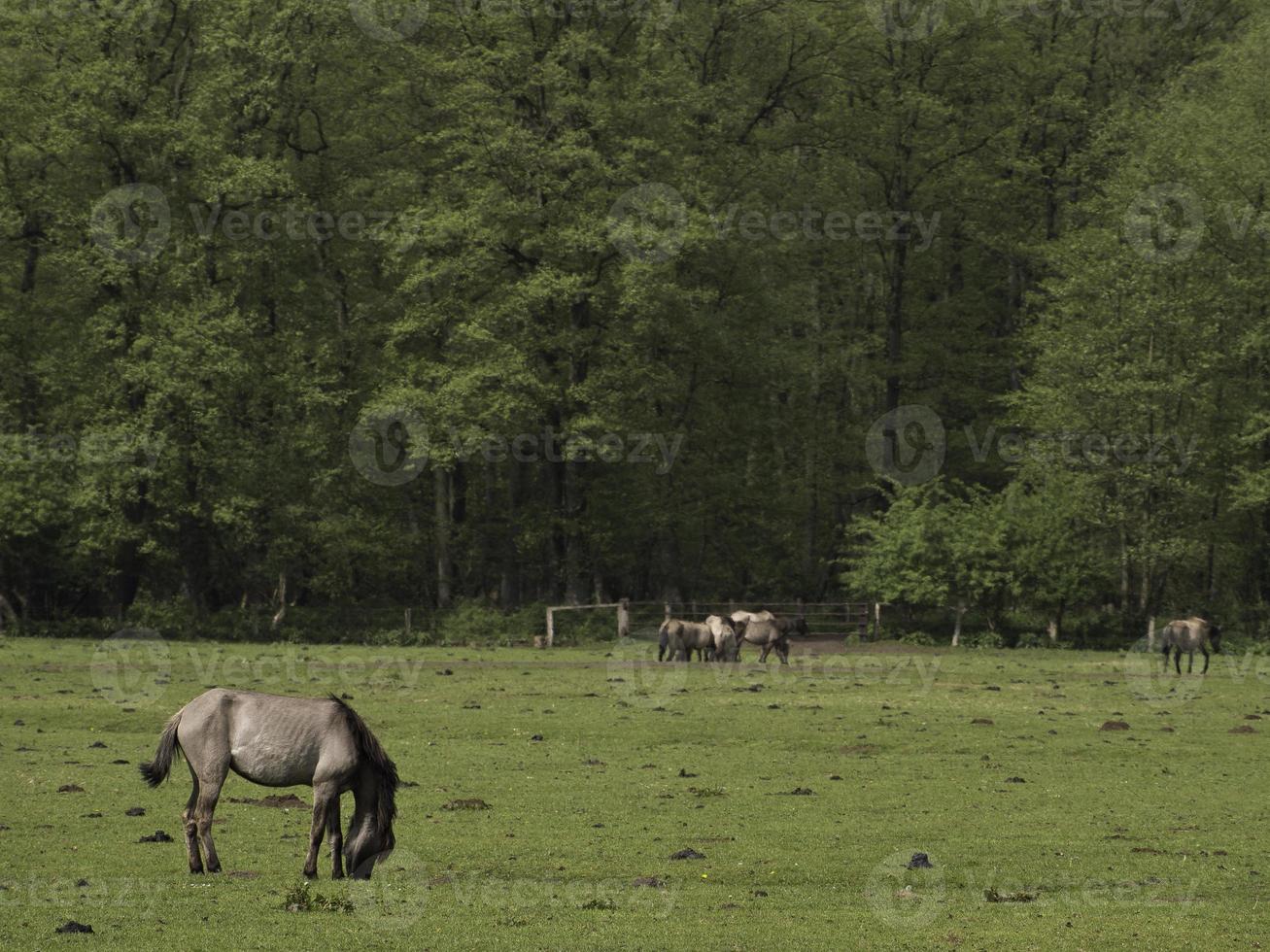 caballos salvajes en westfalia foto