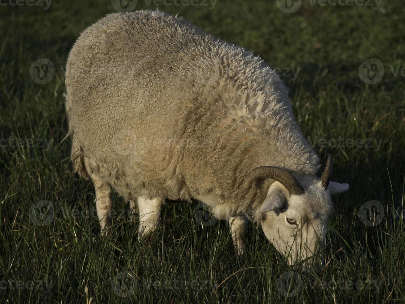 sheeps on a meadow in germany photo