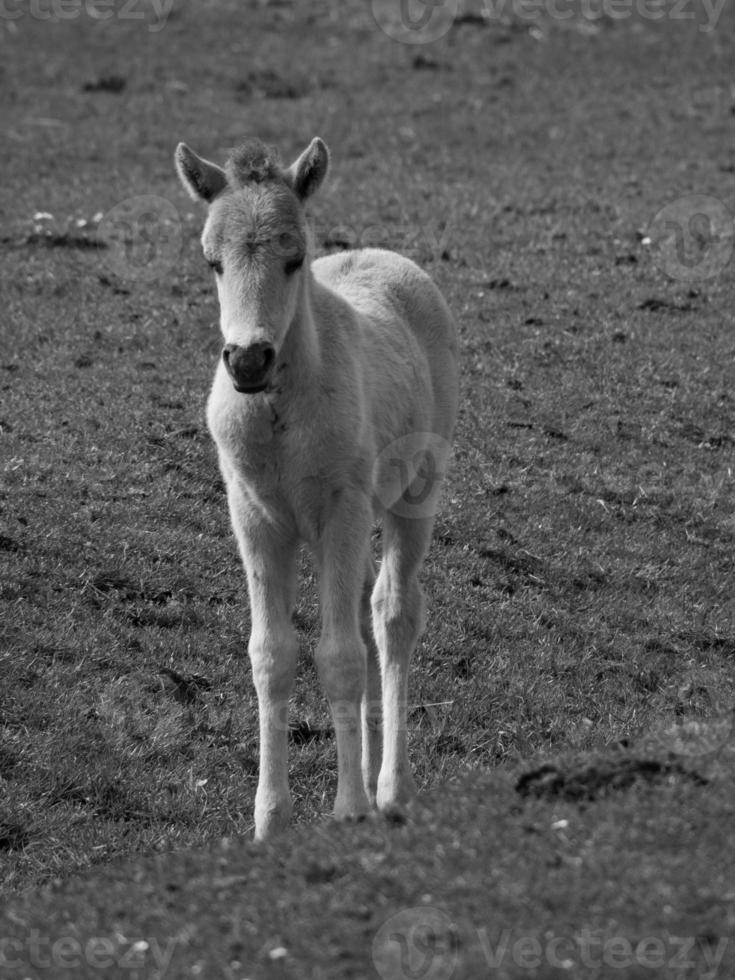 wild horses in germany photo