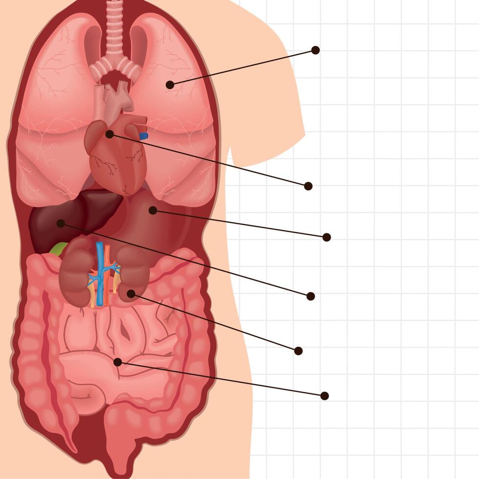 body internal organs vector