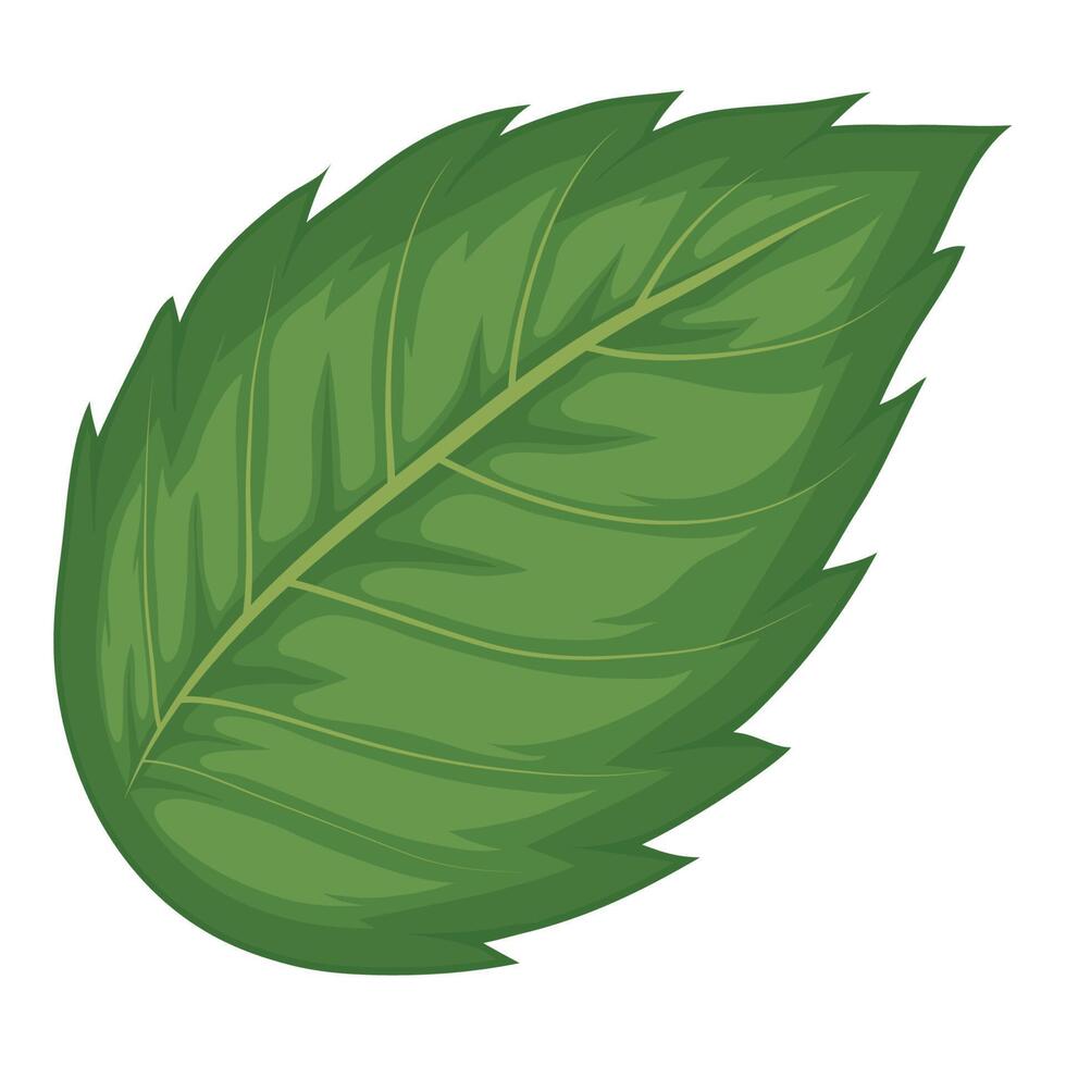 hoja verde hibisco vector