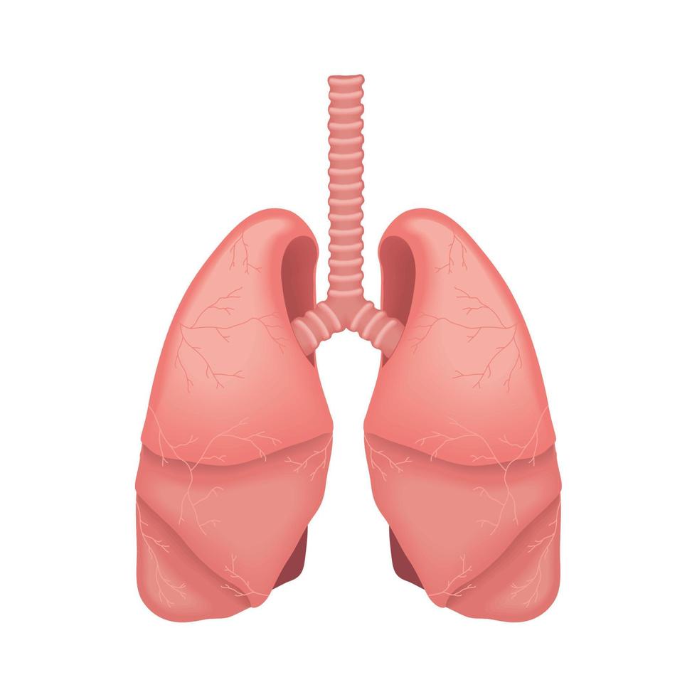 lungs human body part vector