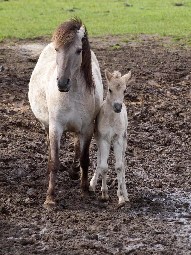 wid horses herd in germany photo