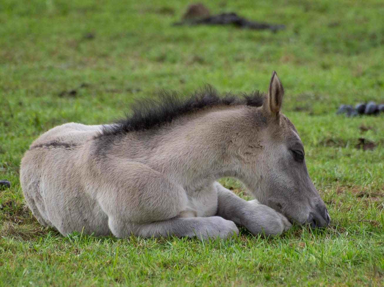 Gran manada de caballos en Alemania foto