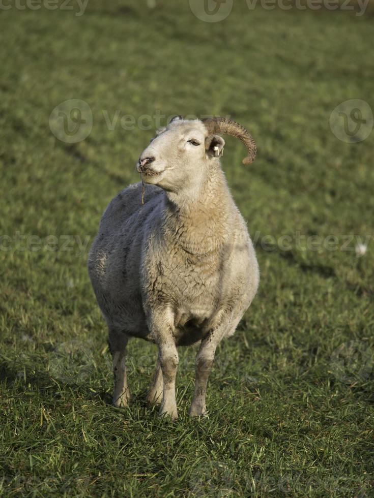 Sheeps on a Meadow in germany photo