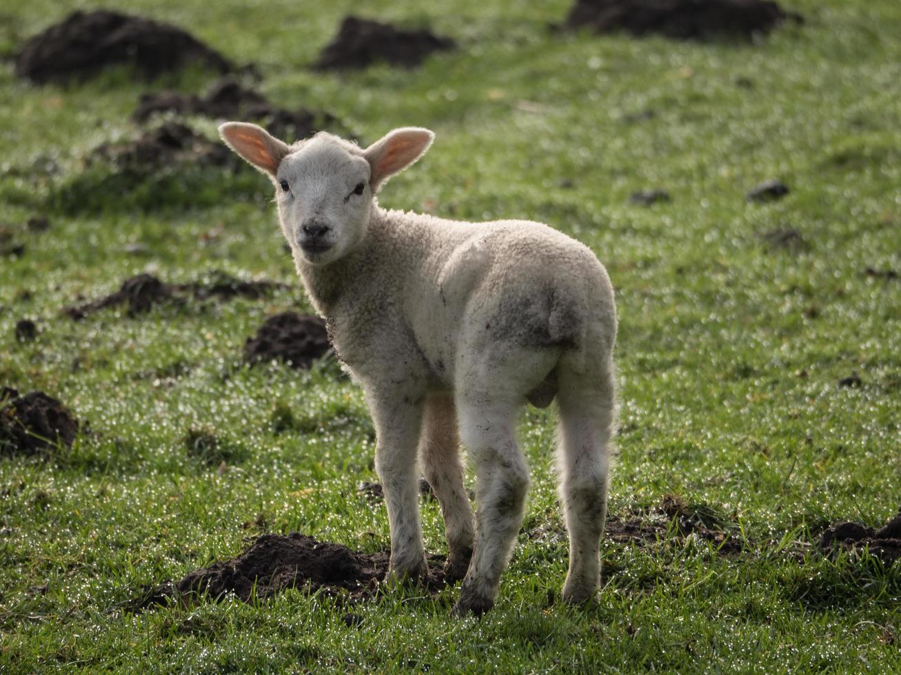 corderos en un prado en alemania foto