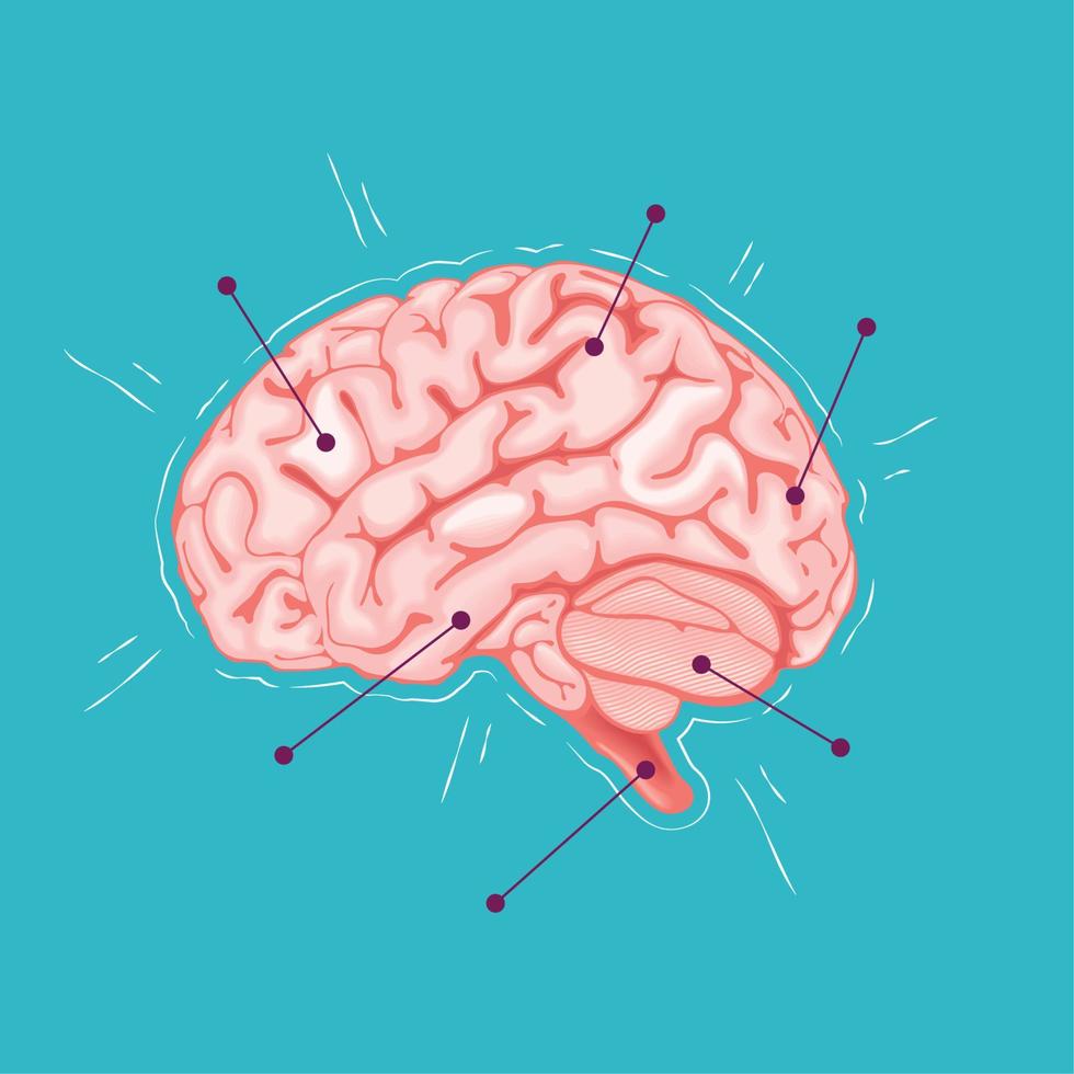 cerebro humano realista vector