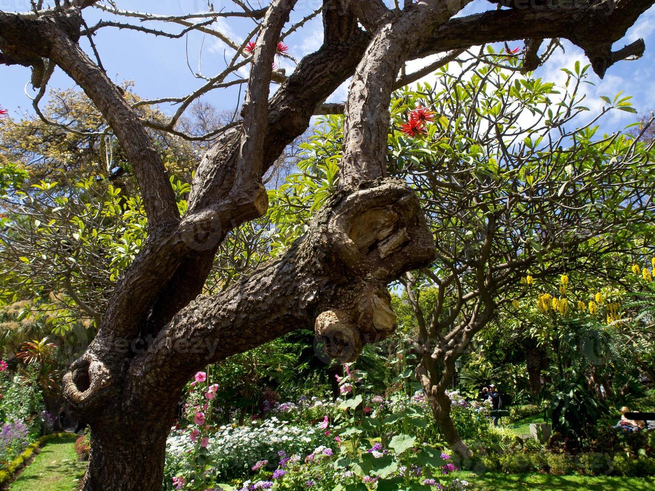 funchal and the island madeira photo