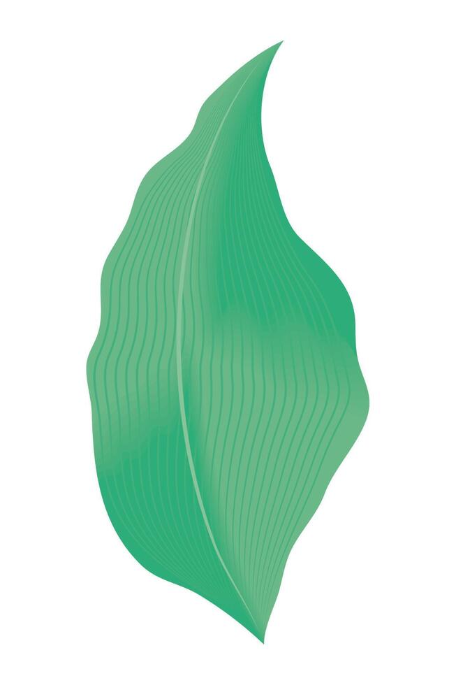 leaf plant green vector