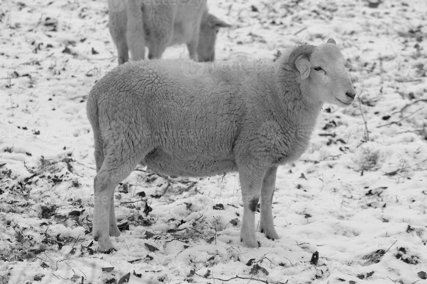 sheeps at winter time photo