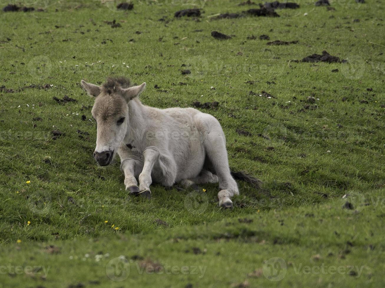 wild horses in westphalia photo