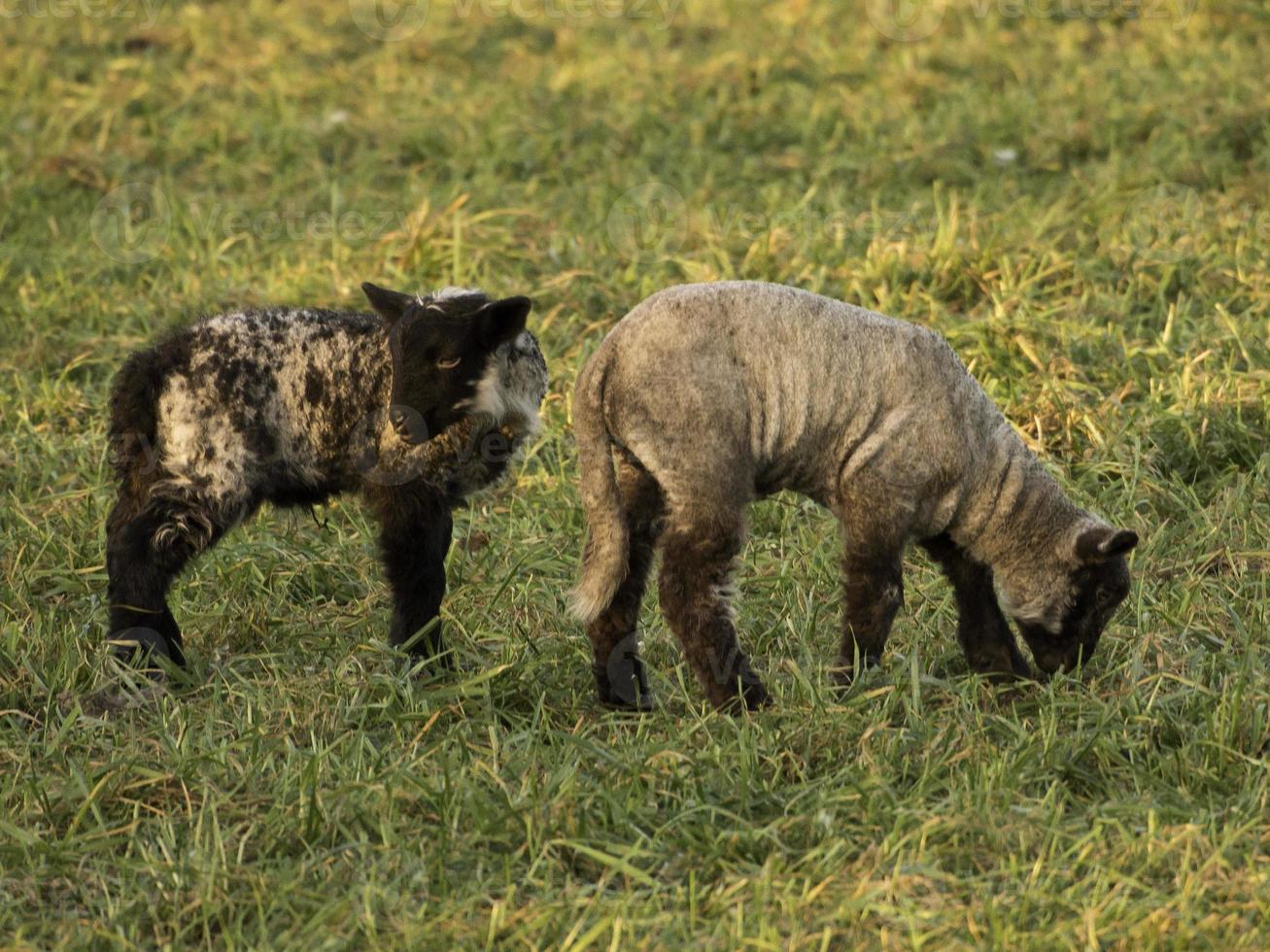 Sheeps on a Meadow in germany photo