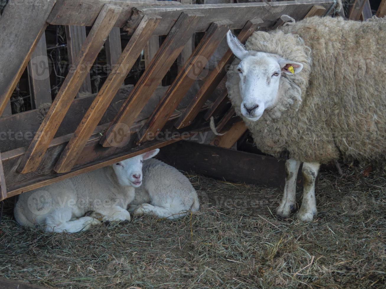 sheeps in westphalia photo