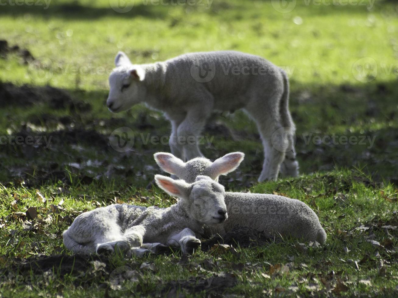 sheeps in westphalia photo