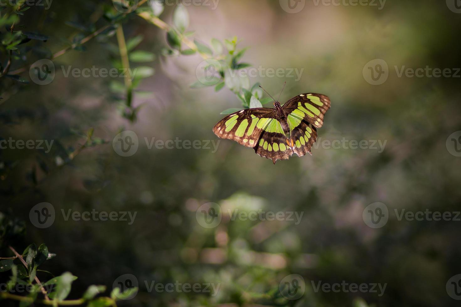 Beautiful Green Butterfly photo