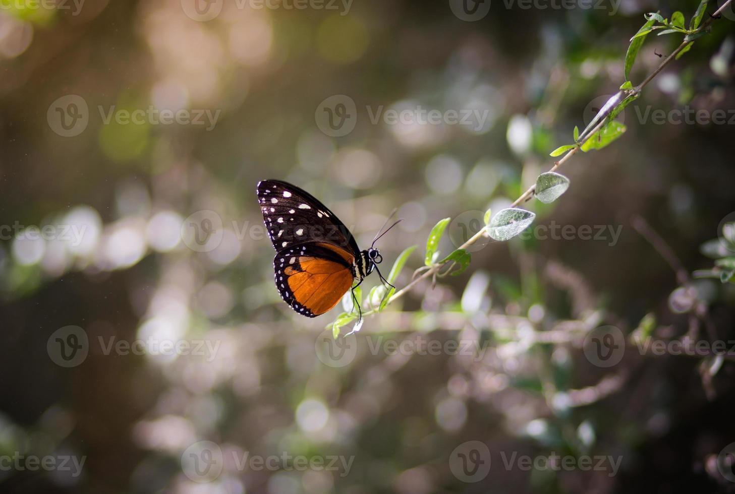 mariposa, al aire libre, naturaleza foto