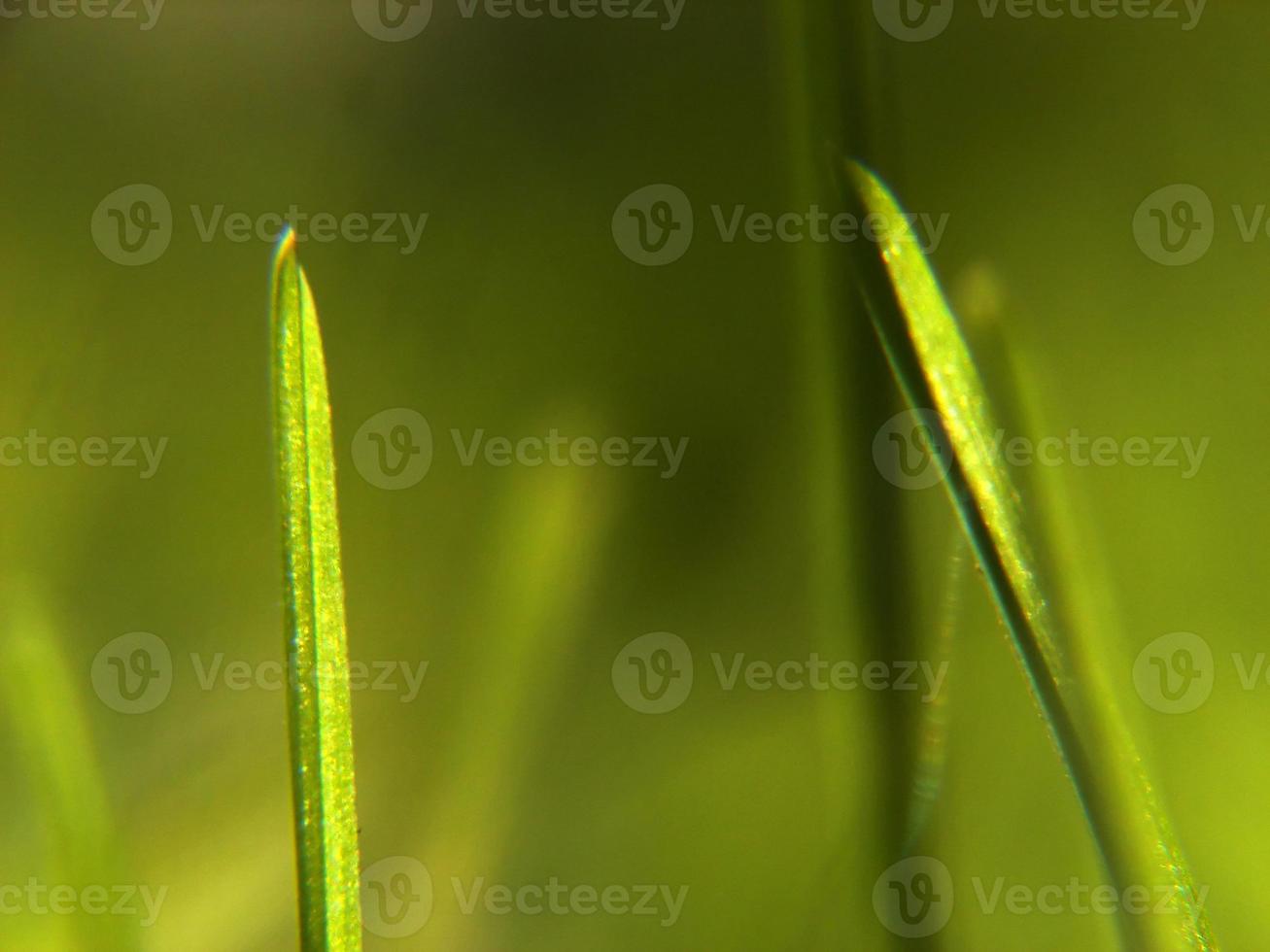 green grass background photo