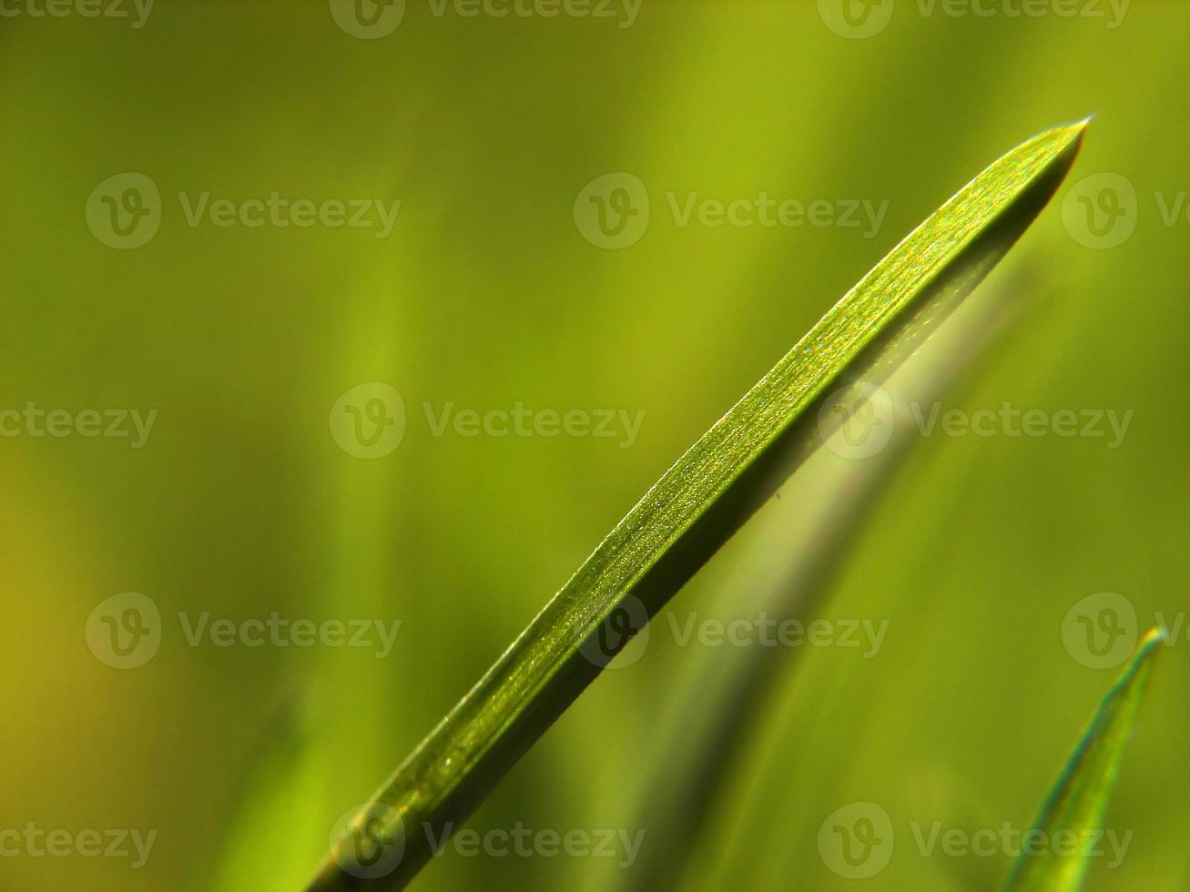 fondo de hierba verde foto