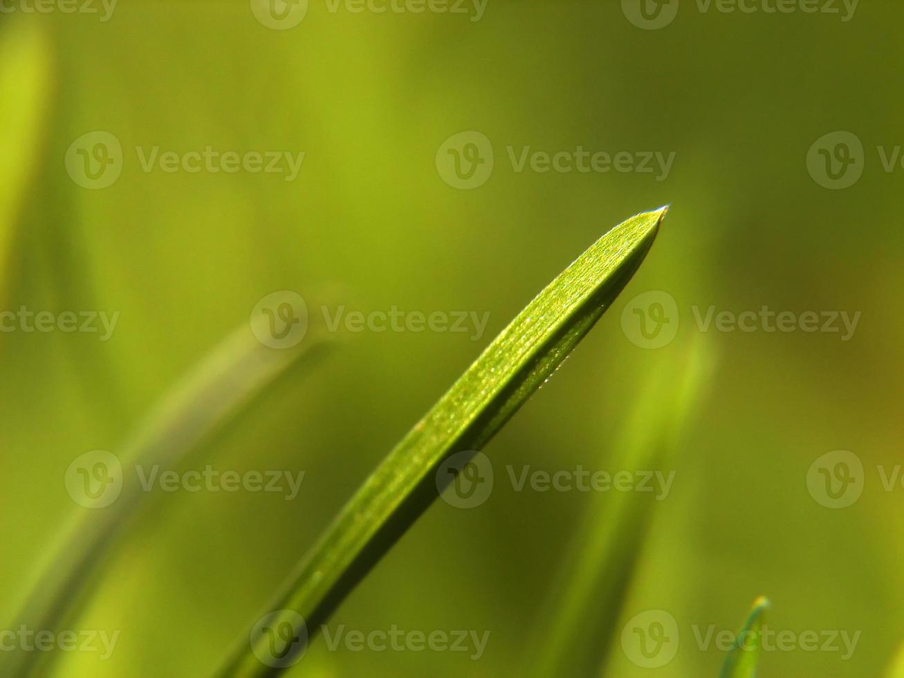 green grass background photo